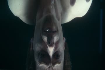movie_title