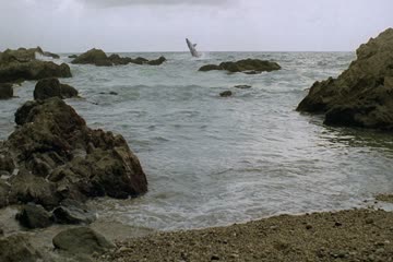 movie_title